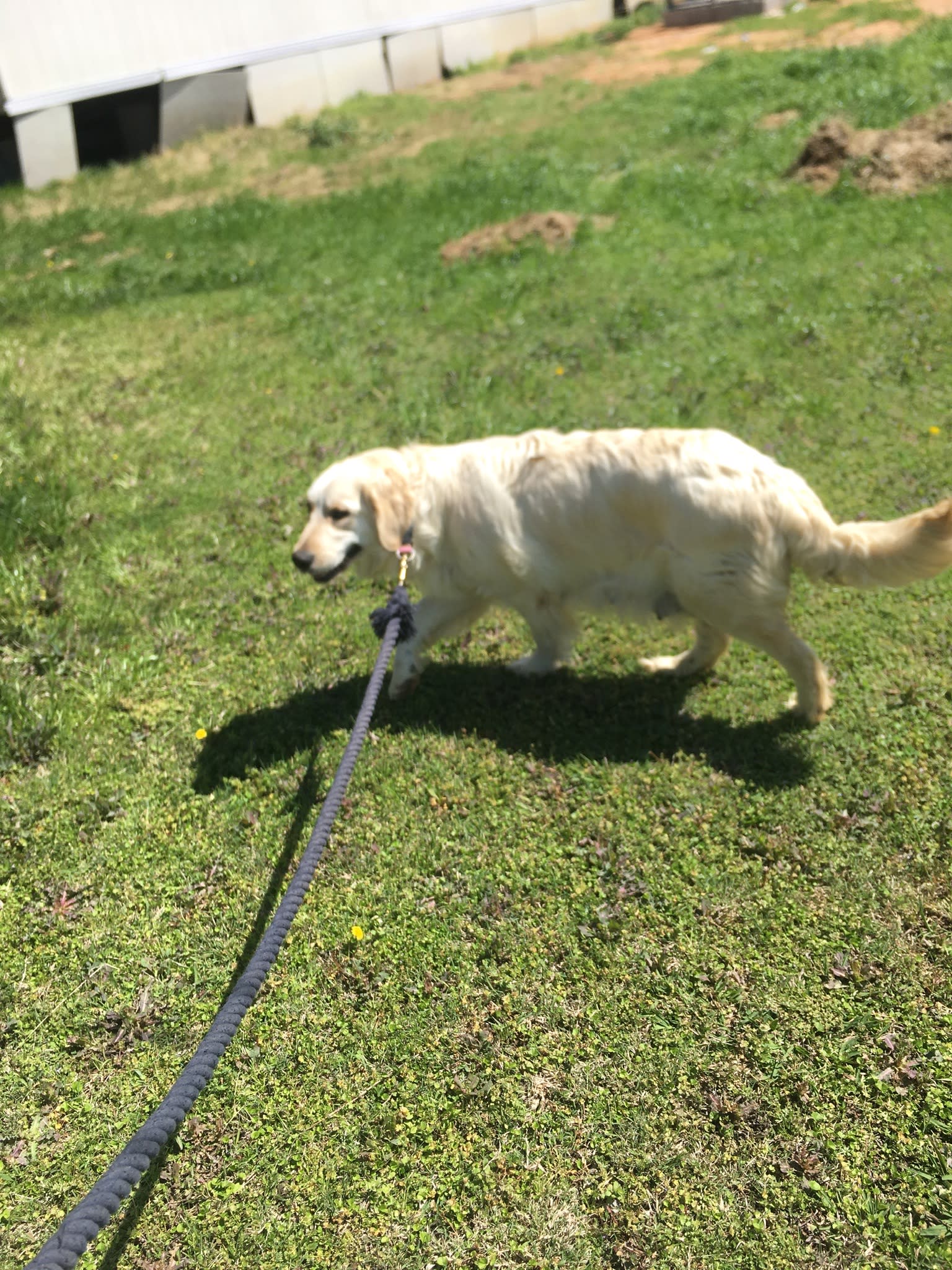 Golden retriever in Texas field