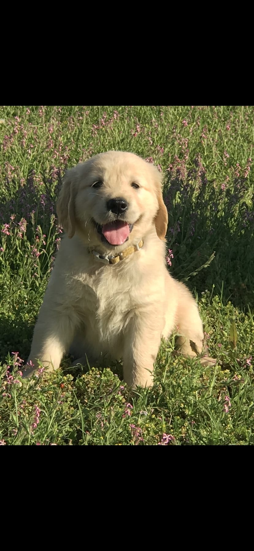 Jake